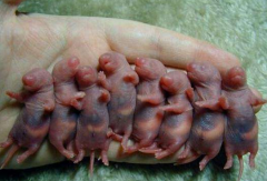 三吱兒是什么老鼠，三吱兒味道好吃嗎