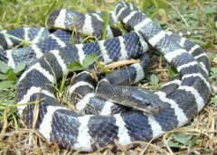 銀環蛇咬傷后多久會死,和五步蛇誰更毒