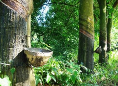 橡膠樹(shù)是漆樹(shù)嗎，橡膠樹(shù)為什么分泌橡膠