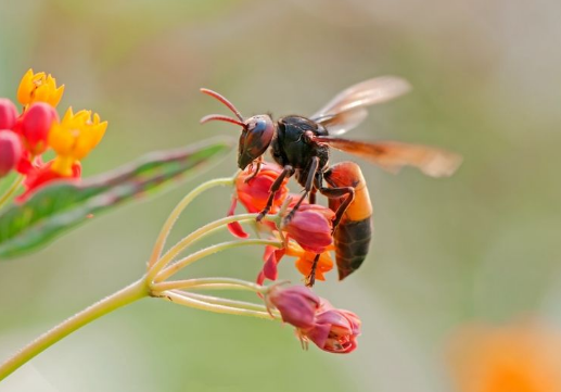馬蜂和虎頭蜂的區(qū)別，虎頭蜂為什么吃蜜蜂