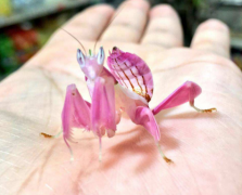 蘭花螳螂有毒嗎,蘭花螳螂在哪里抓