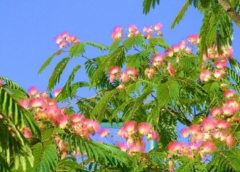 芙蓉樹和合歡樹的區(qū)別，通過樹干的刺來區(qū)分