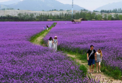 馬鞭草花期一般多久,馬鞭草味道好聞嗎