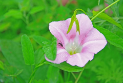 夕顏花是牽牛花嗎，夕顏花的花語是什么