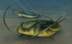 三葉蟲是什么動(dòng)物,三葉蟲為什么滅絕