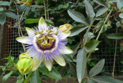 日輪花與黑蜘蛛的關(guān)系，日輪花的蜘蛛有多大