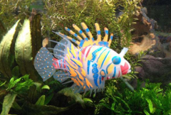 獅子魚可以吃嗎，獅子魚的天敵