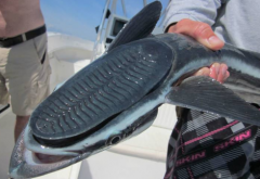 吸盤魚能吃嗎，吸盤魚為什么能吸住