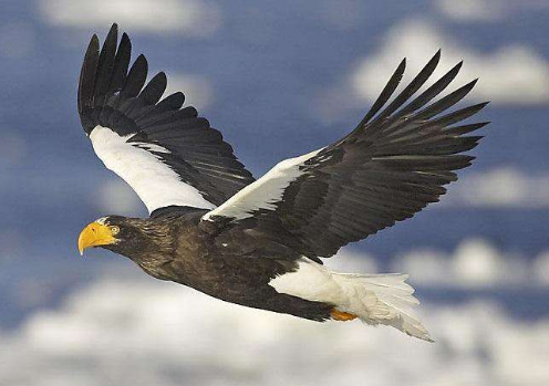 能吃人的鷹，哈斯特鷹滅絕之謎