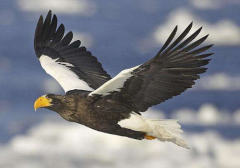 能吃人的鷹,哈斯特鷹滅絕之謎