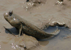 彈涂魚生活在哪里，彈涂魚怎么吃