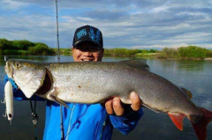 哲羅鮭魚是三文魚嗎,喀納斯湖巨型哲羅鮭魚