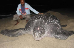 棱皮龜為什么沒有殼，棱皮龜為什么不怕水母的毒