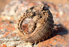 南非犰狳蜥有毒嗎，犰狳蜥蜴是保護動物嗎