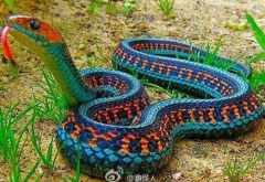 香蛇有毒嗎,香蛇可以當寵物嗎