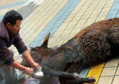 澆驢肉是什么,澆驢肉為什么是禁菜