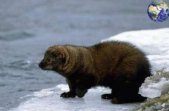 漁貂是什么,漁貂與水貂區別