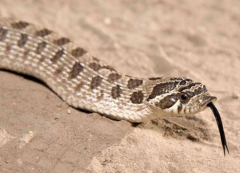 豬鼻蛇有毒嗎,豬鼻蛇裝死的演技最好