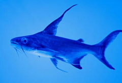 成吉思汗魚吃什么，成吉思汗魚多少錢一條