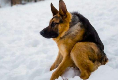 卡西莫多犬身體正常嗎,卡西莫多犬怎么培育的