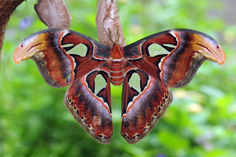 烏桕大蠶蛾有毒嗎,烏桕大蠶蛾價值多少錢