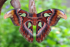 烏桕大蠶蛾有毒嗎，烏桕大蠶蛾價(jià)值多少錢