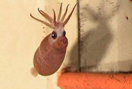 小豬章魚可以買到嗎，小豬章魚能吃嗎