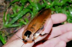 偽死人頭蟑螂有毒嗎,偽死人頭蟑螂繁殖能力