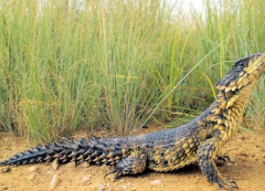 犰狳環(huán)尾蜥可以養(yǎng)么，蜥蜴和龍的關系