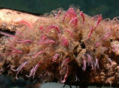 食骨蠕蟲有危險嗎,食骨蠕蟲不會長狗身上