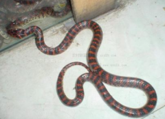 赤練蛇有毒嗎,赤練蛇清理掉毒囊可以吃