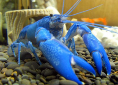 天空藍魔蝦怎么看公母，天空藍魔蝦吃什么