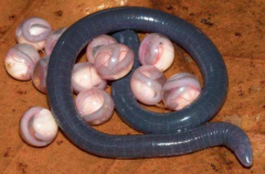 鉤盲蛇是保護動物嗎，鉤盲蛇有毒嗎