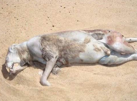 蒙托克怪獸是變異人，蒙托克怪獸費城實驗