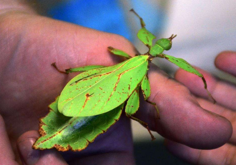 葉子蟲到底是益蟲還是害蟲，葉子蟲是怎么形成的