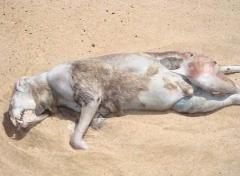 蒙托克怪獸是變異人,蒙托克怪獸費城實驗