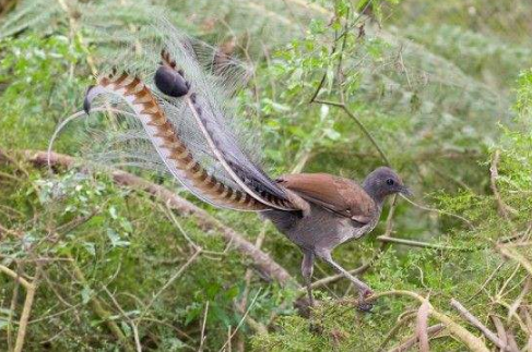 琴鳥會模仿人說話嗎，琴鳥多少錢一只