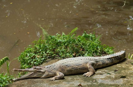尖嘴鱷為什么不吉祥，尖嘴鱷魚能活幾年