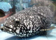 龍躉王有多大，龍躉魚和石斑魚的區(qū)別