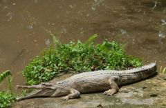 尖嘴鱷為什么不吉祥,尖嘴鱷魚(yú)能活幾年