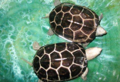 金線龜和金錢龜?shù)膮^(qū)別，金線龜壽命50年