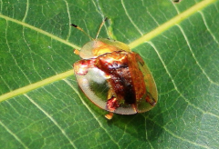 黃金龜甲蟲有毒嗎,黃金龜甲蟲平均壽命