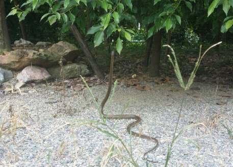 灰鼠蛇有毒嗎,這種會隱藏的蛇怎么抓