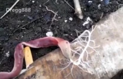 紐蟲吐出來的是什么,吐白絲原來是為了捕獵