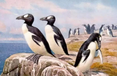 大海雀為什么滅絕，原因是它的羽毛價值不菲