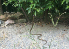 灰鼠蛇有毒嗎，這種會隱藏的蛇怎么抓