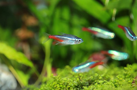 牙簽魚能吃嗎，牙簽魚怕什么