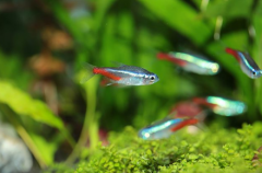 牙簽魚能吃嗎，牙簽魚怕什么