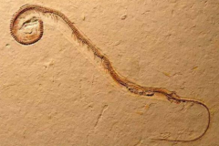 真足蛇有腳嗎,真足蛇是蛇的祖先嗎