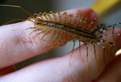 蚰蜒有毒嗎，蚰蜒是益蟲還是害蟲